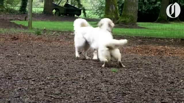 Doggie School Bus picks up pups for 'school'