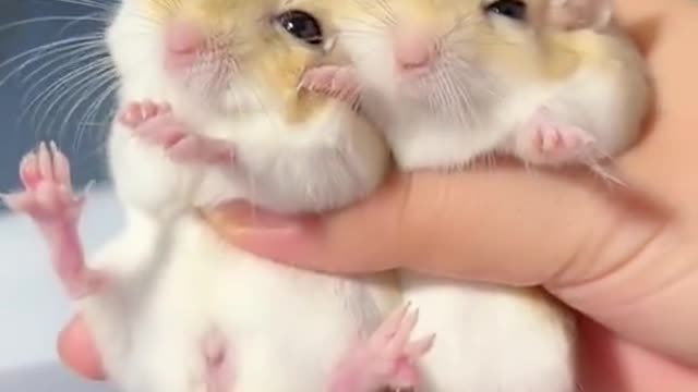 どーゆー尻尾なんや