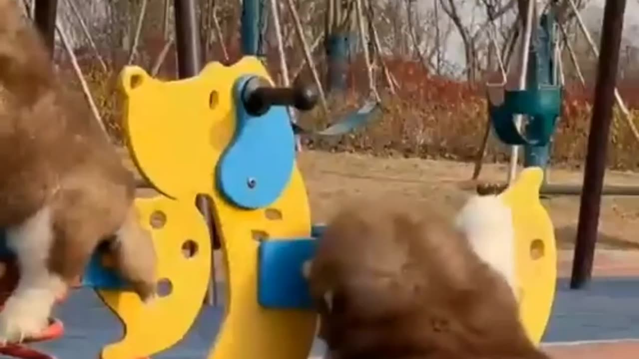 Cute and funny DOGS 🐶🐶🐶