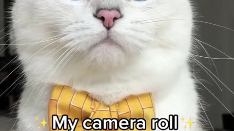 Crazy album of my Cuty Cat