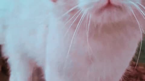 Angry White Cat
