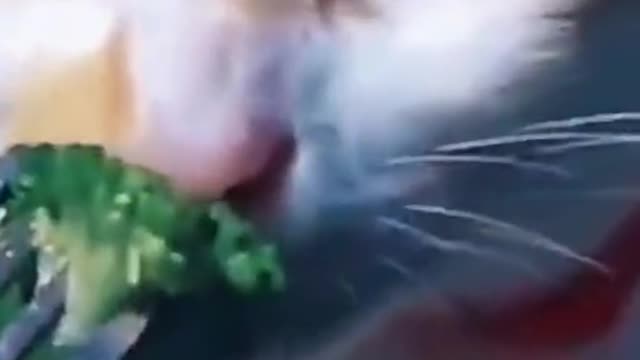 cats videos beautiful intersting funny comrdian clips