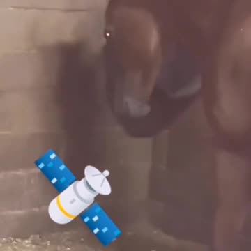 A horse launches a rat into space