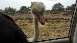 Ostrich Attack!