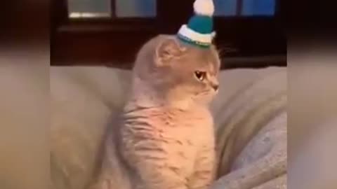 cute kitty video