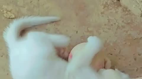 Cute cat playing 🥰♥️