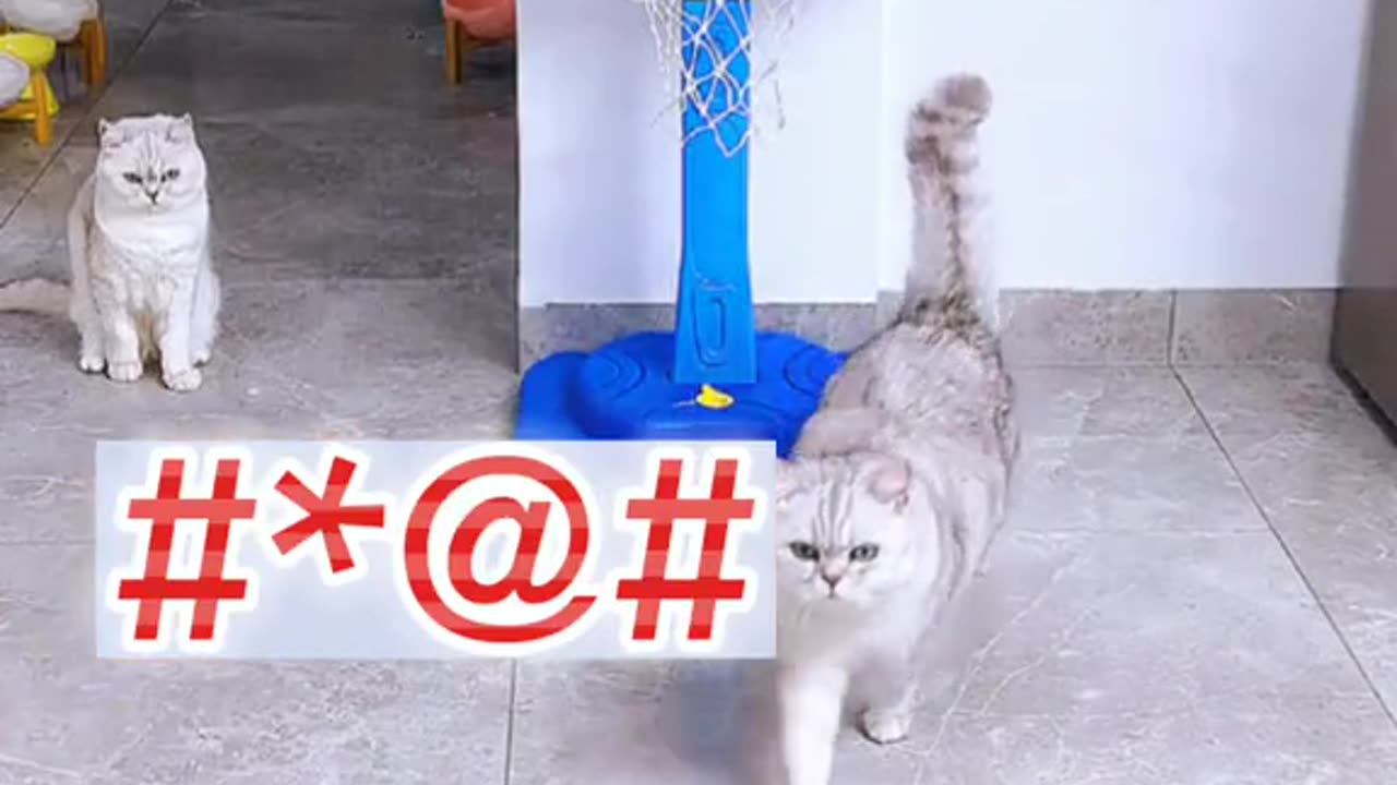 A cat's amusing response as his friend blocks the ball from him🤣