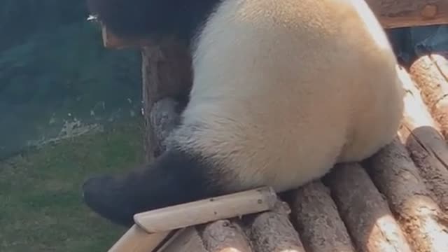 Cute Panda relexing