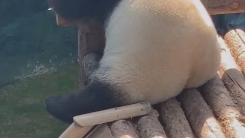 Cute Panda relexing