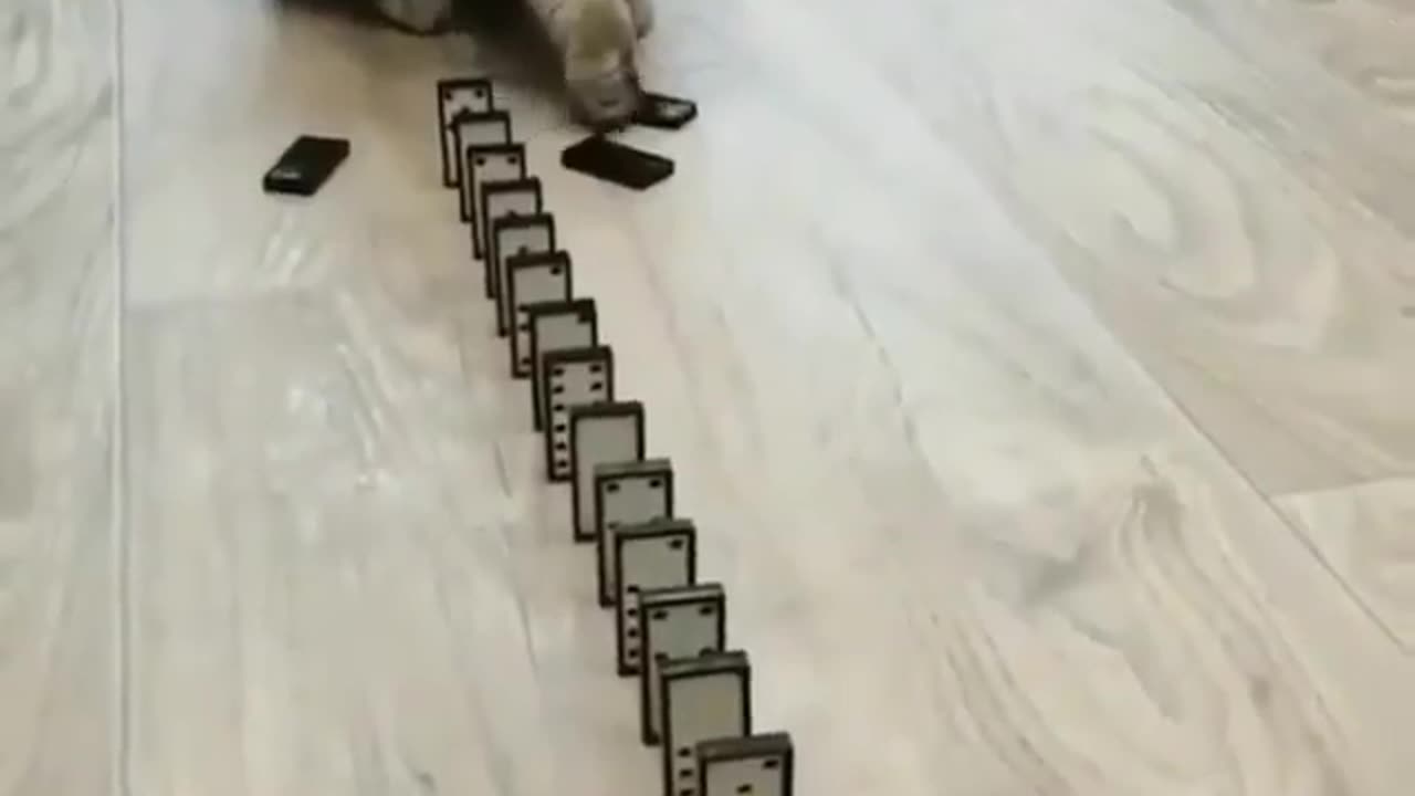 Funny cat with card