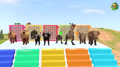 Funmy animals