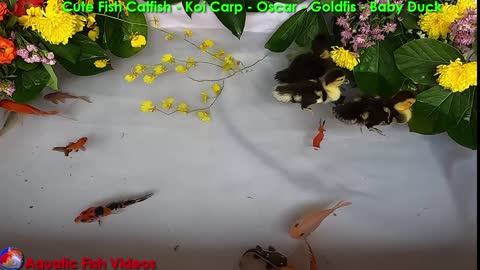 Cute Fish Catfish - Koi Carp- Oscar- Goldfish - Baby Duck