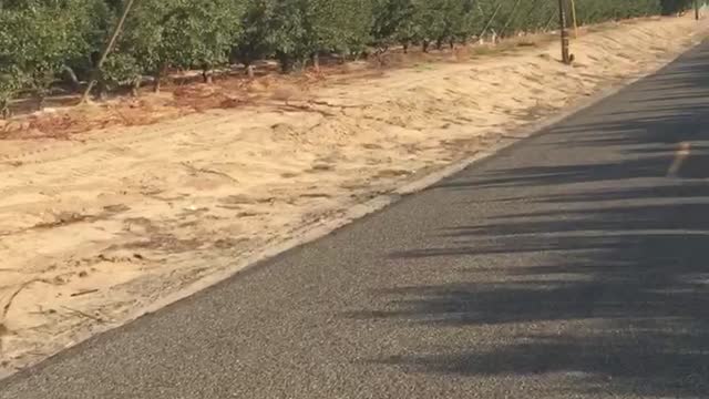 Boston Terrier drives country road