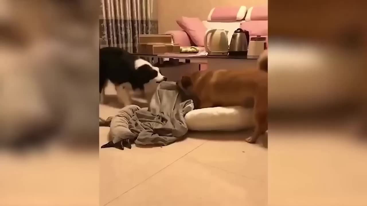 Funny animals - Funny cats / dogs - Funny animal videos / Best videos 2023#1
