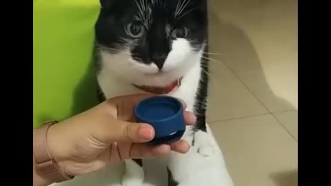 Funny Cats 😹