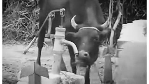 How much is a carrot 😦 I can send you a picture of the sky is