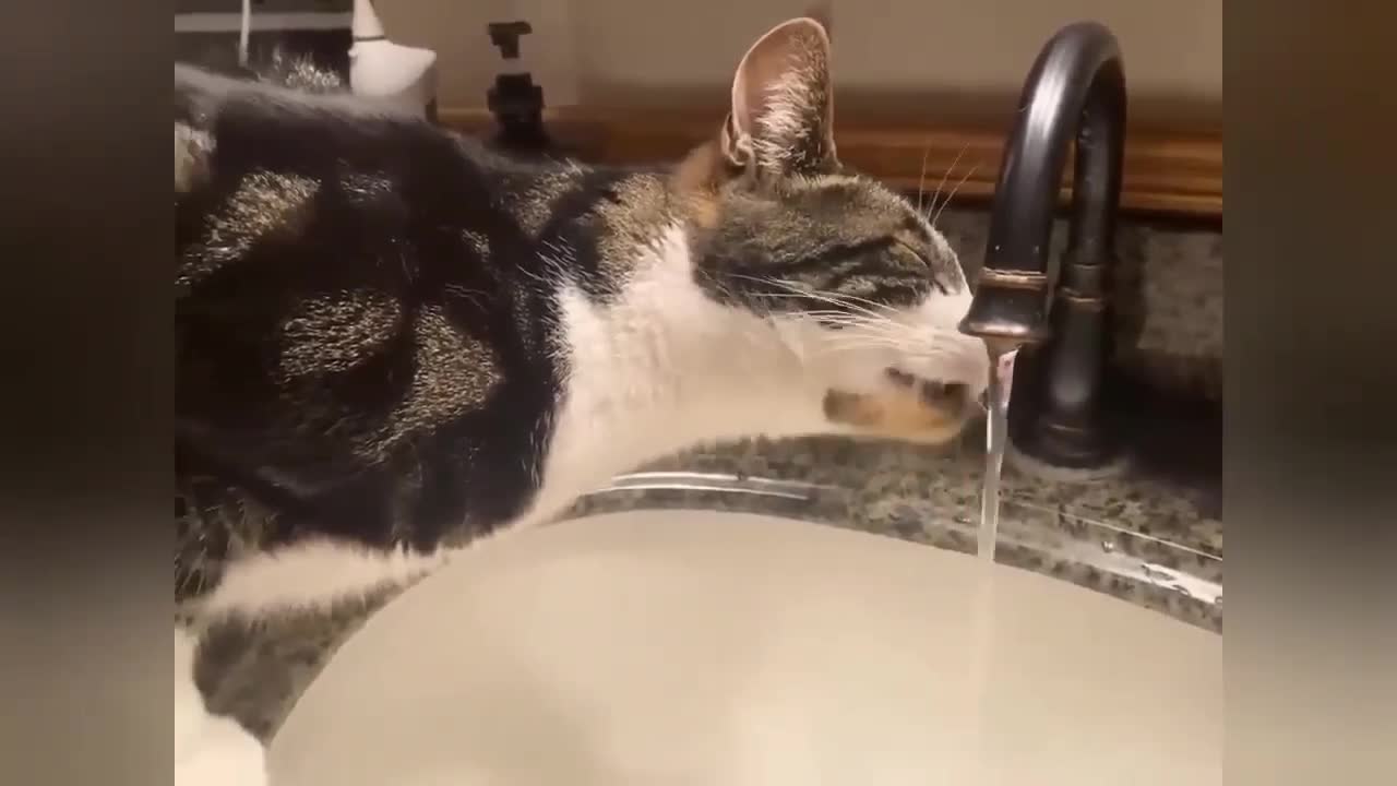 cat drinking water