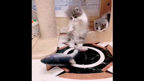 Looking for a purr-fect laugh? Check out this funny cat video!