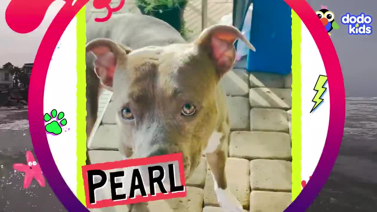 The Funniest, Wildest Dogs We Met This Year! | Animal Videos | Dodo Kids