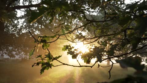 Beauty of nature/sunlight that illuminates between trees