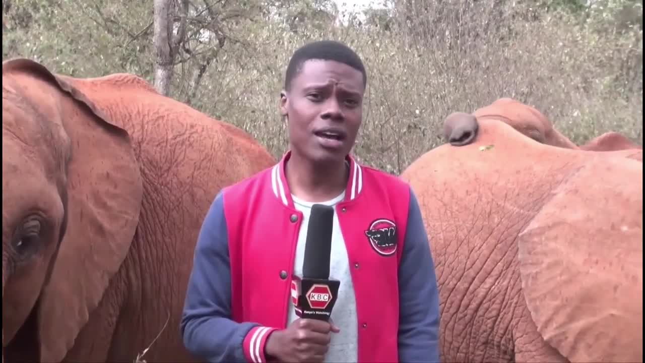 MAN vs ELEPHANT: Baby Elephant Plays with KBC Journalist