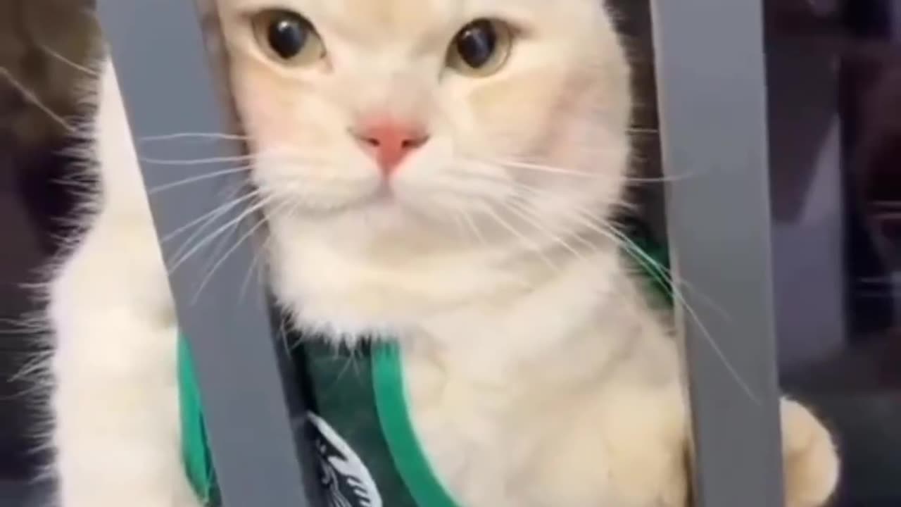 Funniest cat 🤣