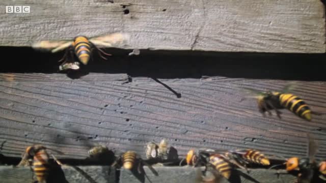 Giant Hornets Massacre European Bees | Buddha Bees and The Giant Hornet Queen | BBC Earth