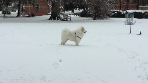 Dog on the Snow