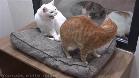 Cat Tries To Get On The Bed Without Waking Other Cat Up