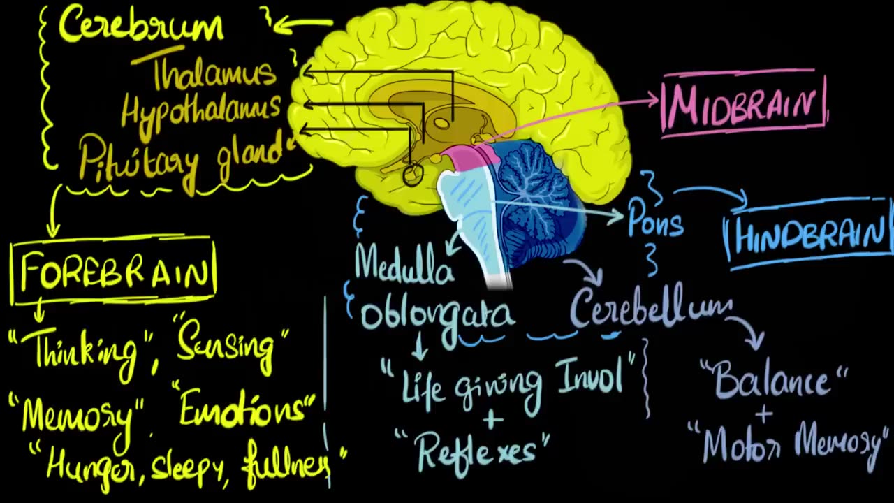 Brain: parts and function ( fore, mid and hind)