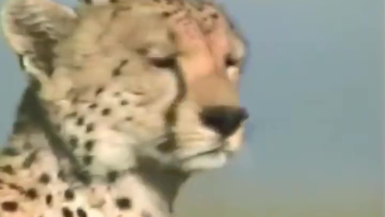 Cheetah Full Speed || Fastest Animal in the world #cheetah #shorts