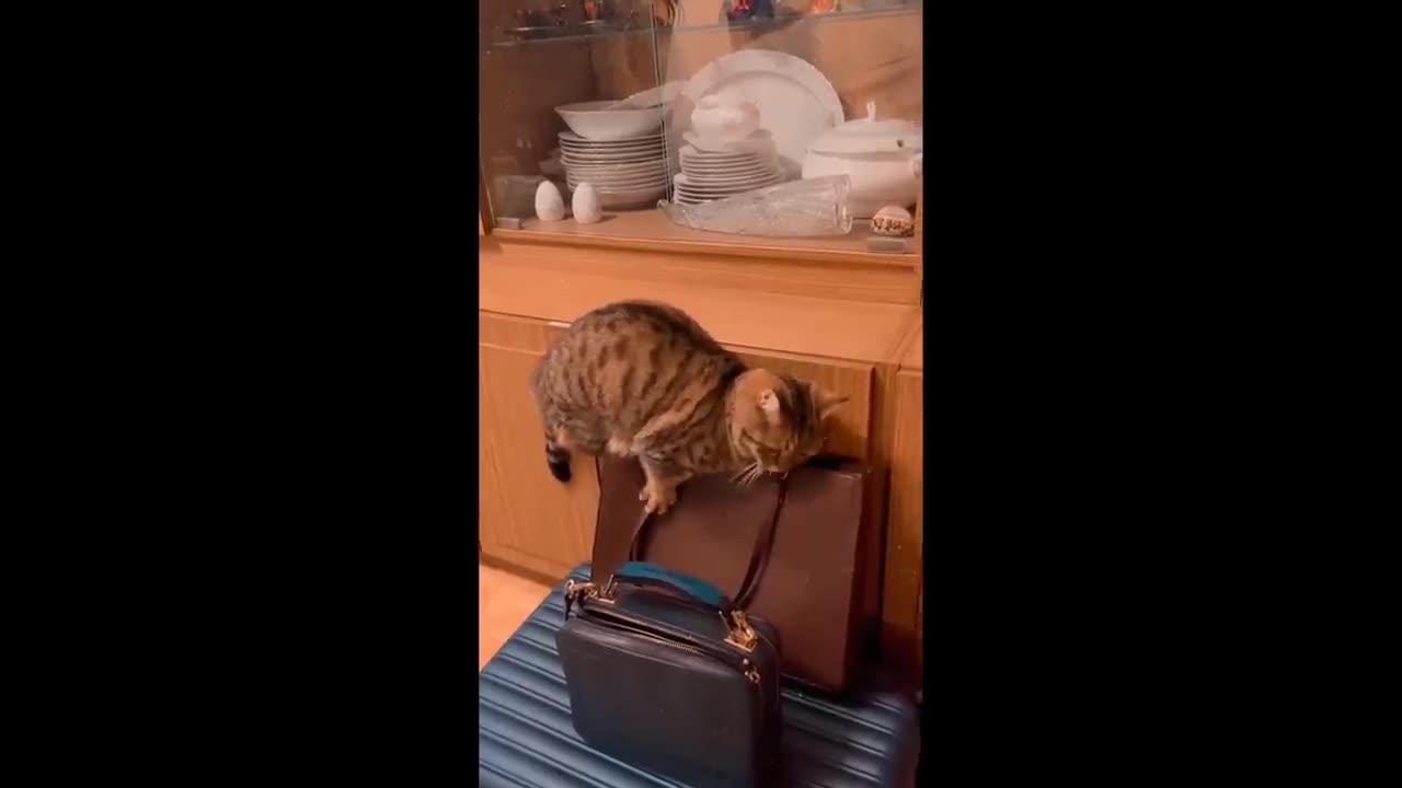Funniest Cats 😹 - Don't try to hold back Laughter