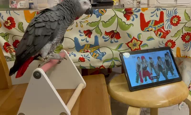 Funny Video - Parrot listen to the music and follow the sexy girls for aerobic dance