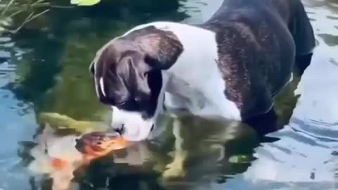 Dog kisses a fish in the lake 🐟