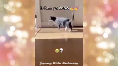 Funny Animal Videos 2023🤣Funniest Cats And Dogs Videos #3