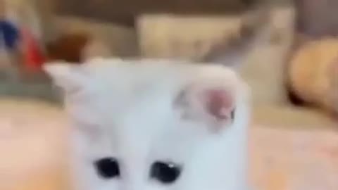 😻Funny cat videos 😹funny videos #shorts