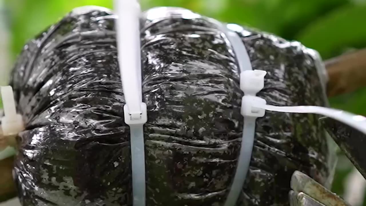 🌿Grow Mango Tree Faster with This Proven Method for Beginners! #mango #fruittree