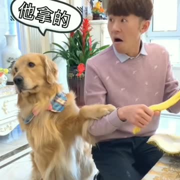 Smart dog playing prank on owner