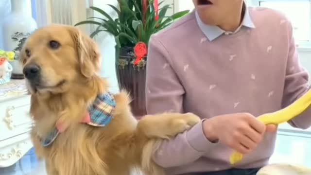 Smart dog playing prank on owner