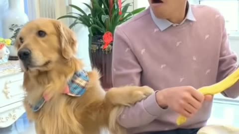 Smart dog playing prank on owner