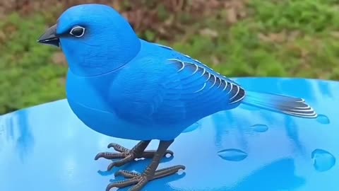 Cute Bird 🍎