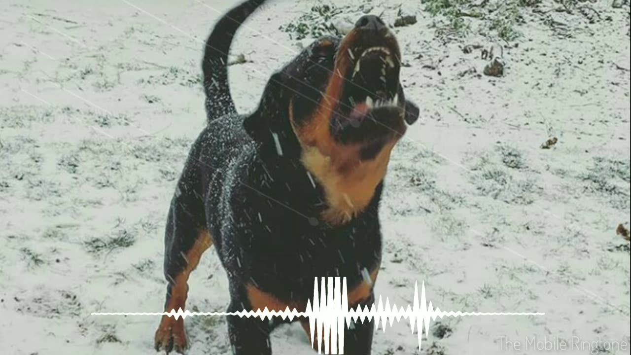 Angry dog sound