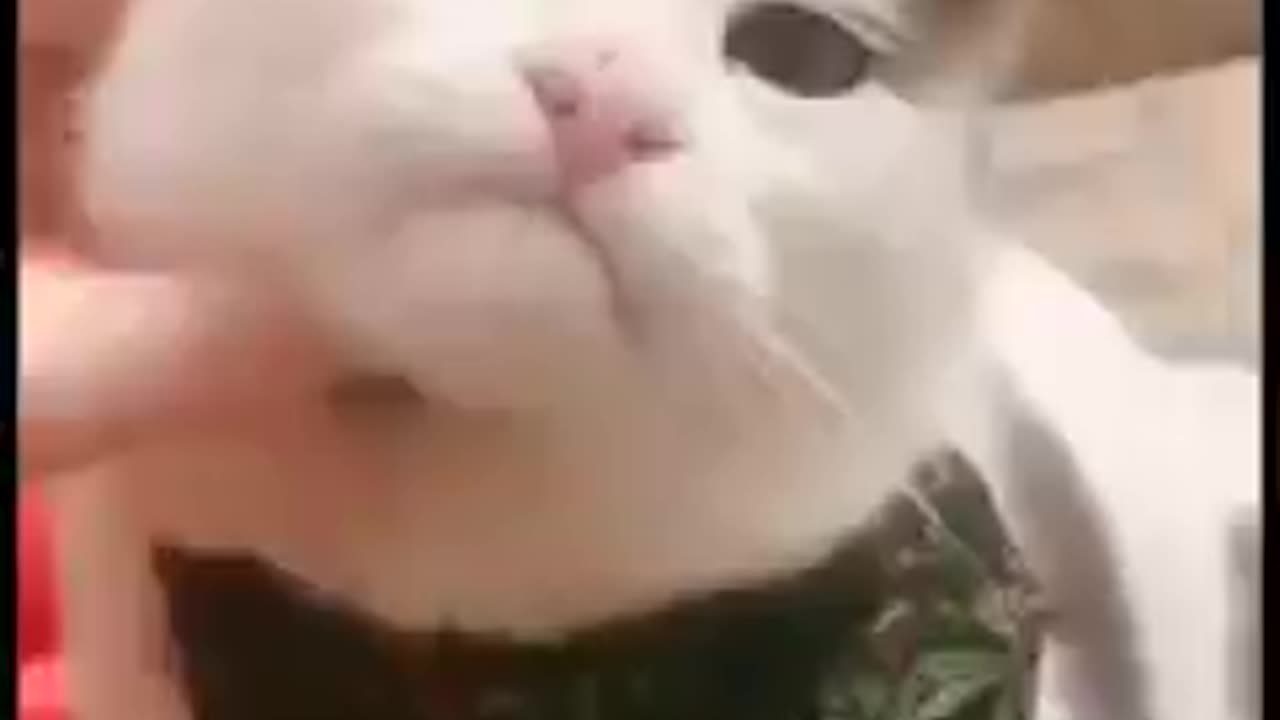Funny video