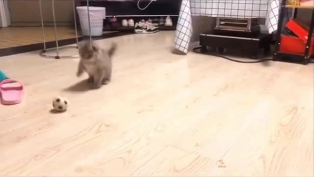 Baby Cats: 38th Best Cute and Funny Cat Videos | Aww Animals