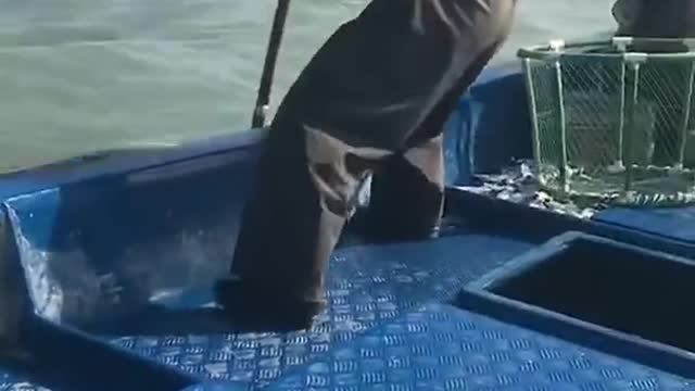 Amazing Salt water Eels Fishing