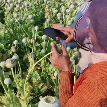 How to harvest the product