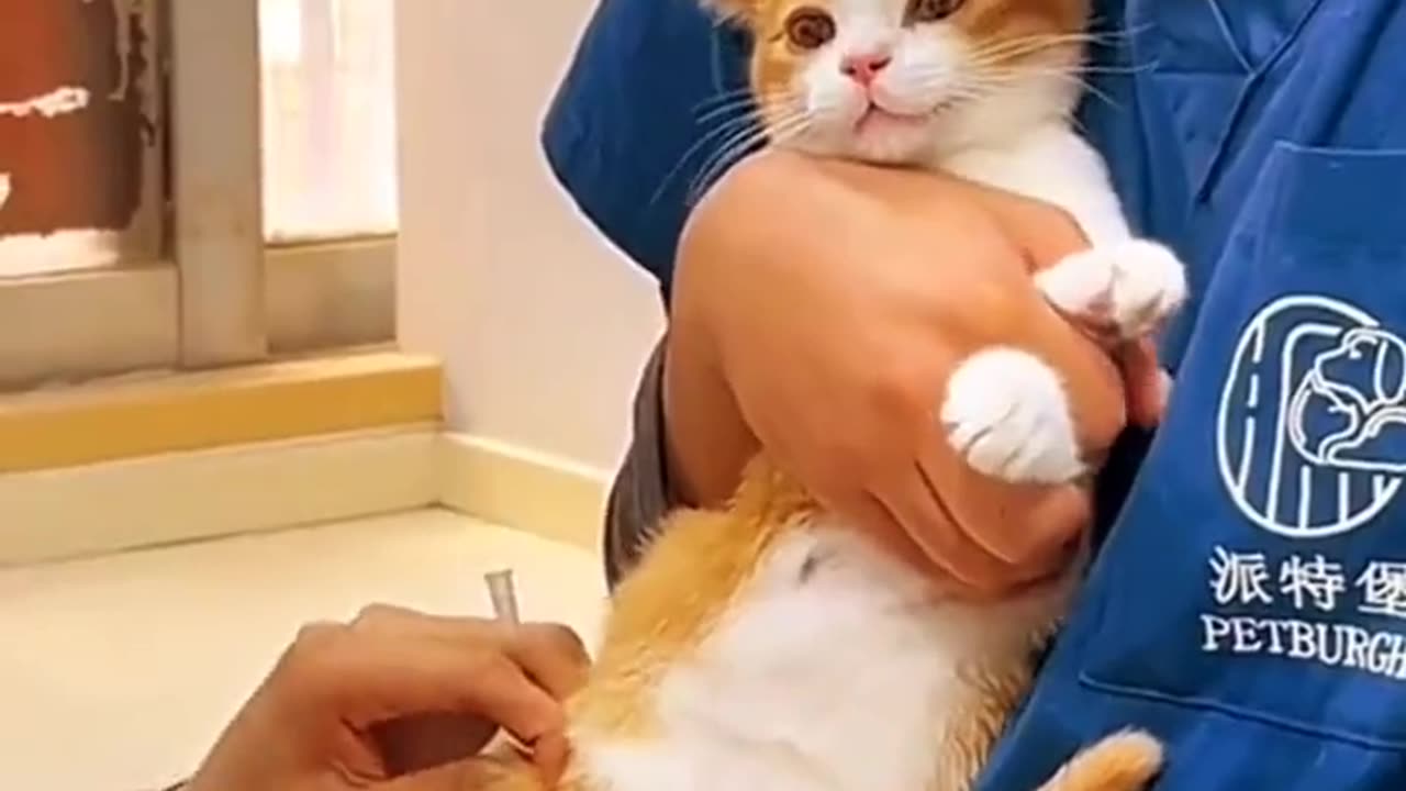 Doc give me 💊💉 cat dog funny videos 🤣