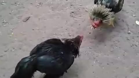 No mercy rooster fighting 💪