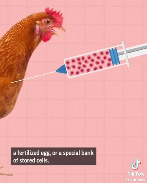 Meat made from animal cells