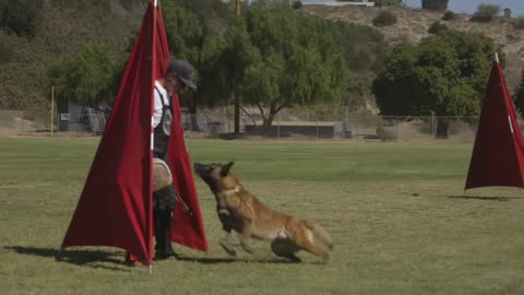 BELGIAN MALINOIS- THE SHEPHERD WITH A PIT BULL'S SPIRIT